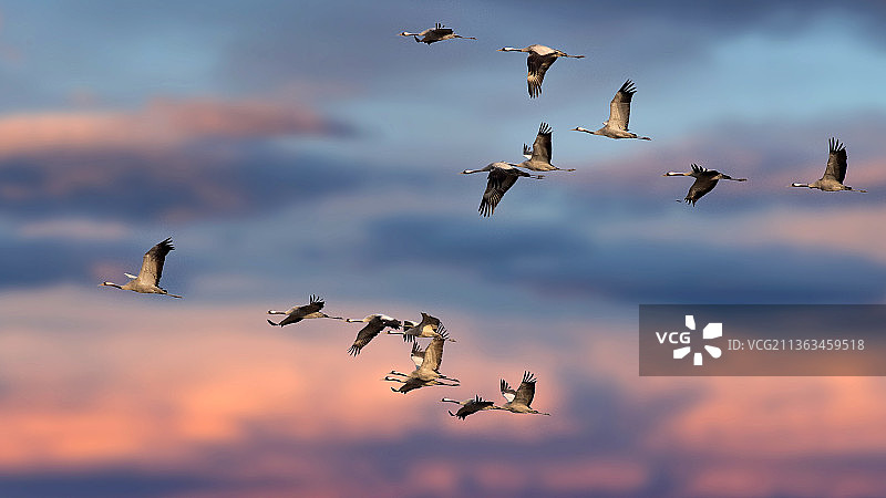 飛翔的灰鶴图片素材