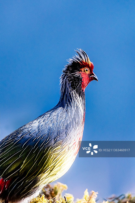 美丽的血雉图片素材