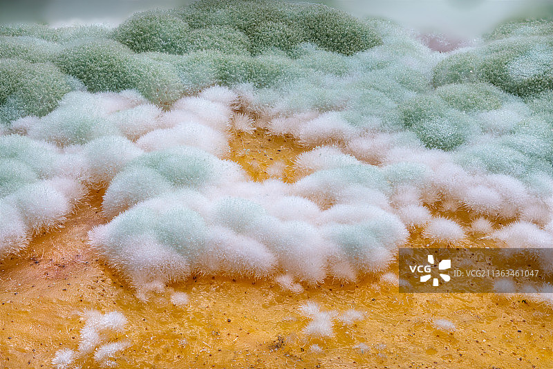 青霉菌图片素材