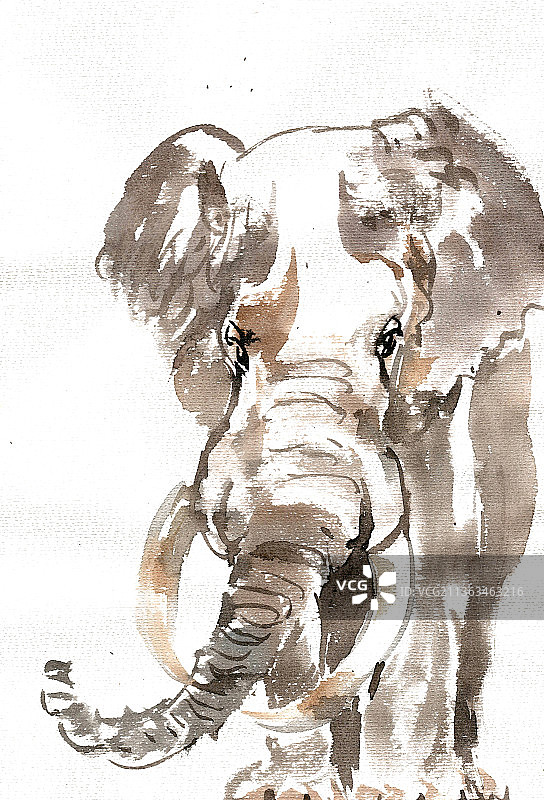 迎面走来的大象图片素材