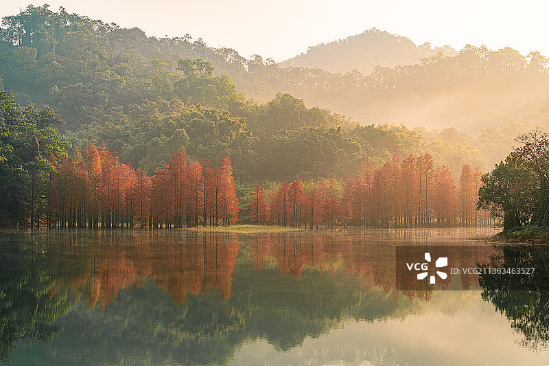 中山市长江水库自然保护区秋冬水杉林图片素材