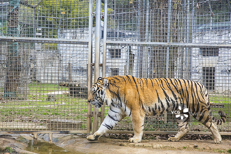 中国贵州贵阳市黔灵山公园动物园东北虎,、东北虎、白虎、两只老虎、三只老虎图片素材
