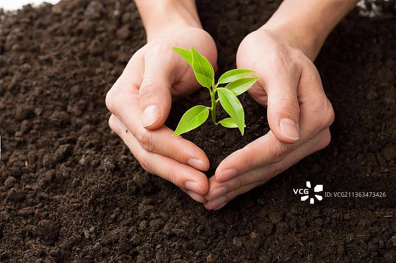 手捧幼苗图片素材