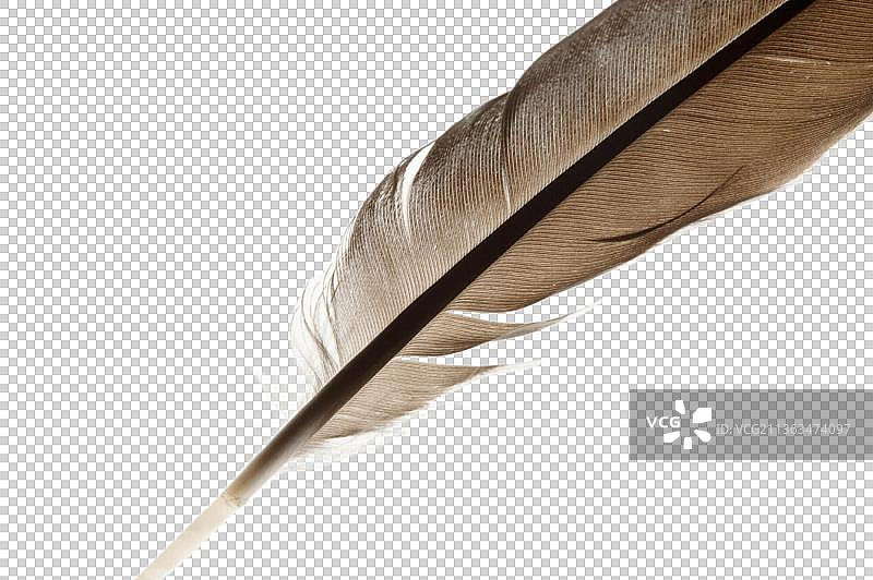 羽毛图片素材