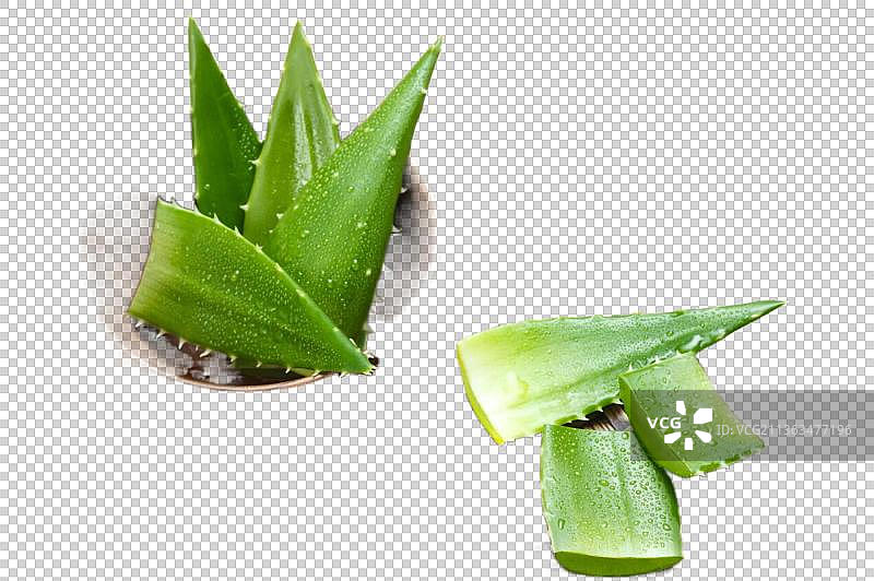 清新芦荟图片素材