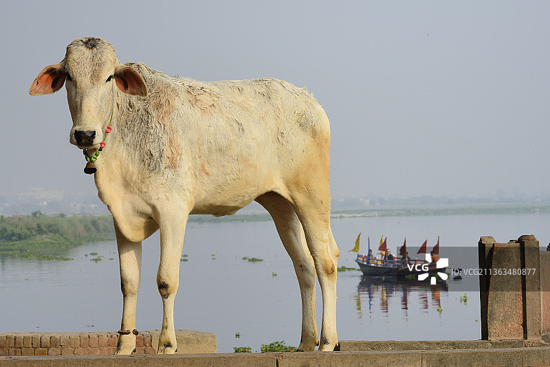 印度北方邦马图拉亚穆纳河岸边的神牛图片素材
