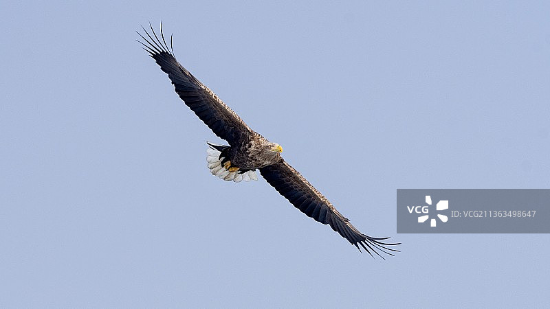 白尾海雕图片素材