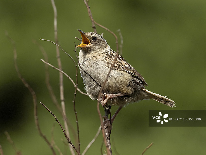 草地鹪鹩图片素材