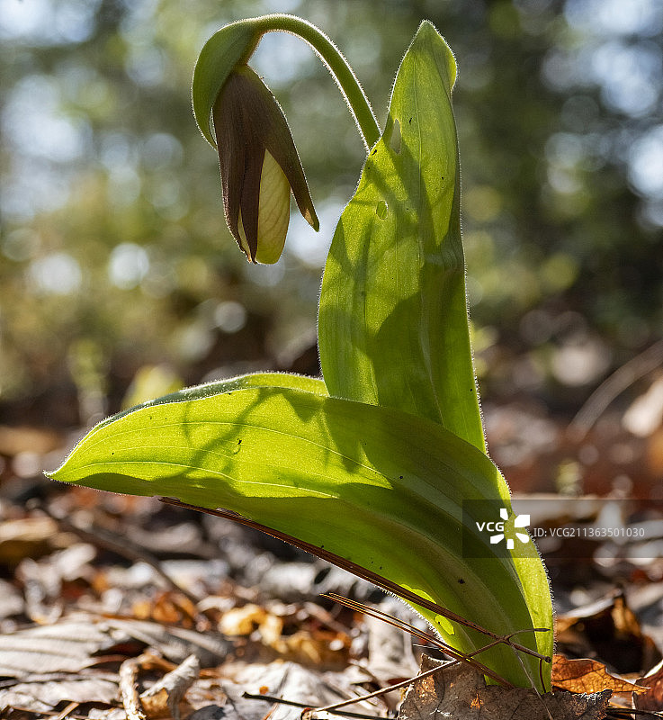 粉色兜兰图片素材