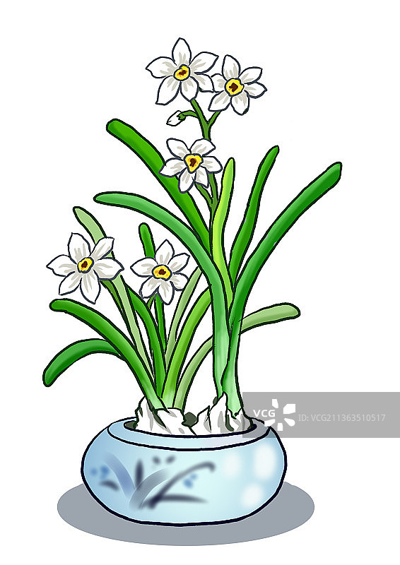 插画：水仙花图片素材