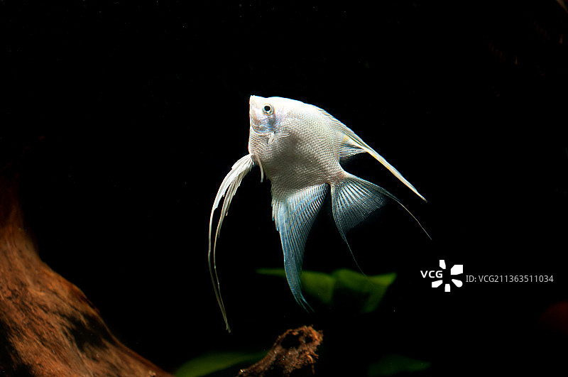 热带鱼图片素材