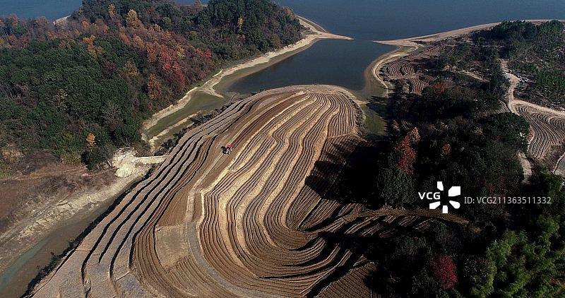 蕲春：蕲州镇蕲艾基地犹如大地的“指纹”图片素材