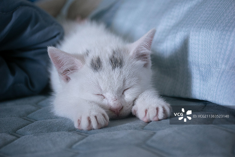 一只伸懒腰的小猫咪图片素材