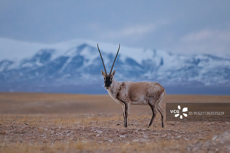 昆仑山下的精灵图片素材