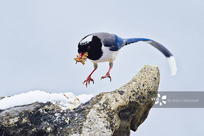 红嘴蓝鹊图片素材