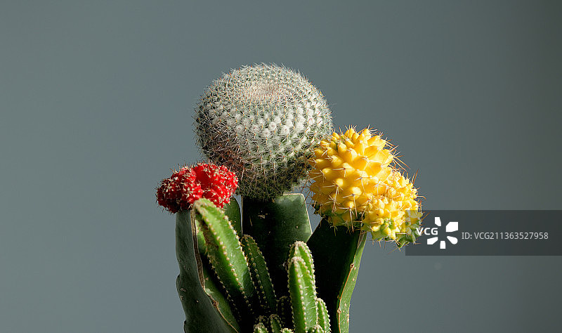 仙人一族图片素材