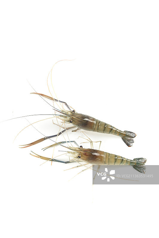 白底上的对虾图片素材