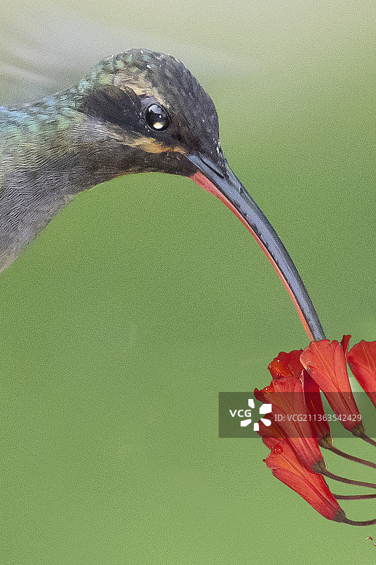 绿色隐士蜂鸟采花特写图片素材