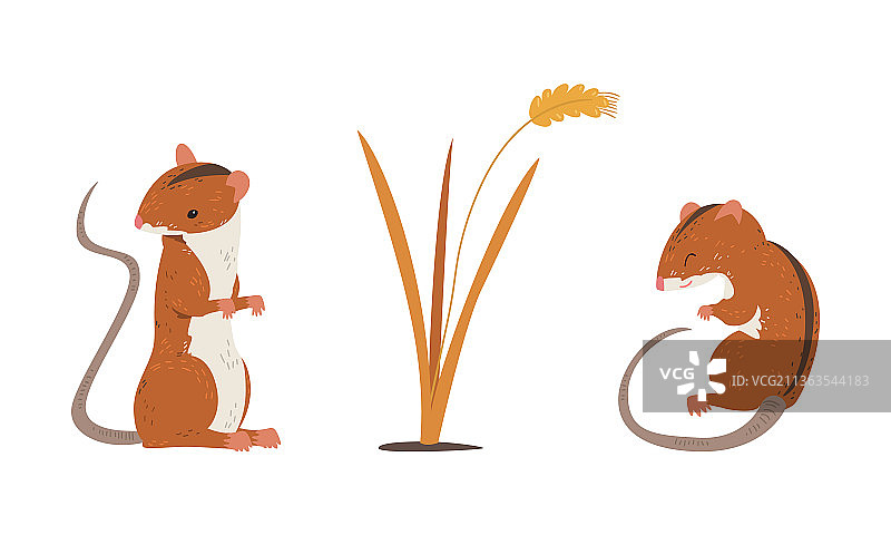 长尾田鼠图片素材