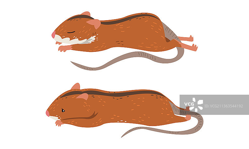 长尾田鼠图片素材