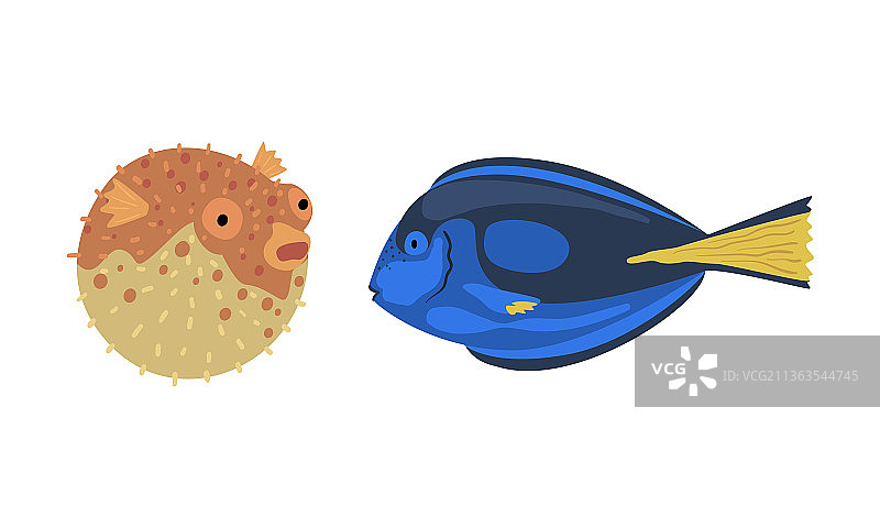 蓝色鱼和河豚水下动物图片素材