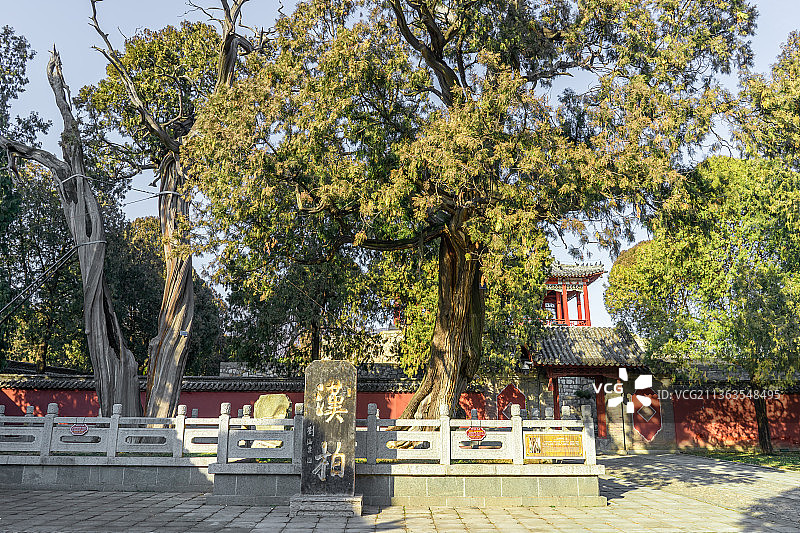 中国山东泰安泰山景区著名景点岱庙行宫里的汉柏图片素材