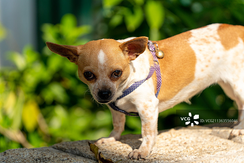 吉娃娃犬图片素材