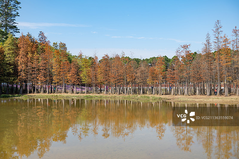 广州大夫山森林公园 落羽杉林 秋天图片素材