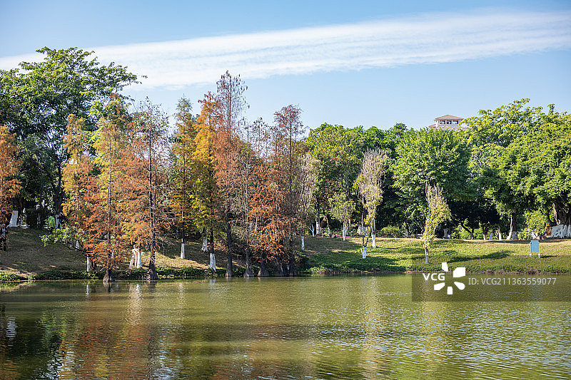 广州大夫山森林公园 落羽杉林 秋天图片素材