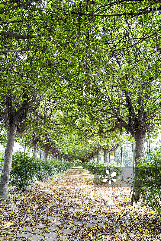 绿树林荫道图片素材