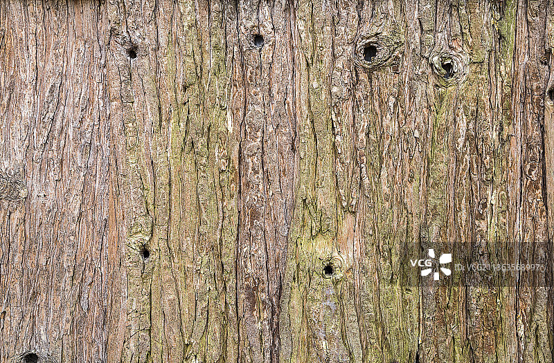 粗糙的松树皮背景正面特写图片素材
