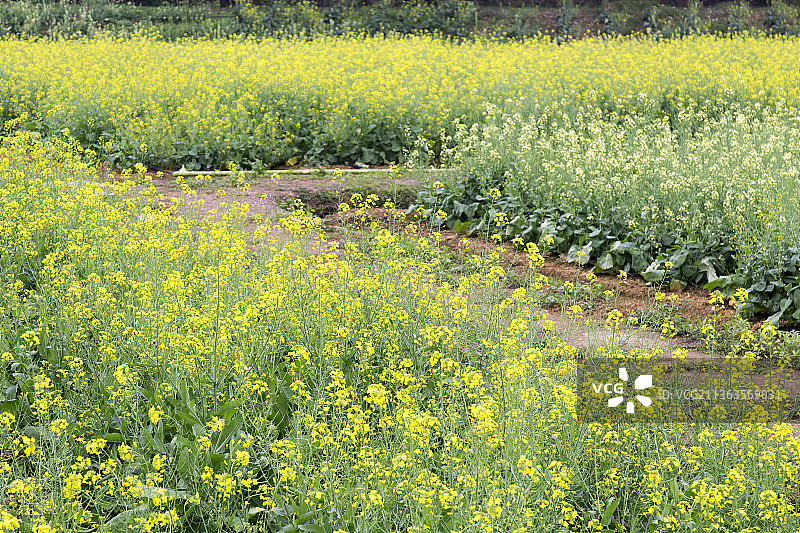 广东佛山高明盈香生态园油菜花田图片素材