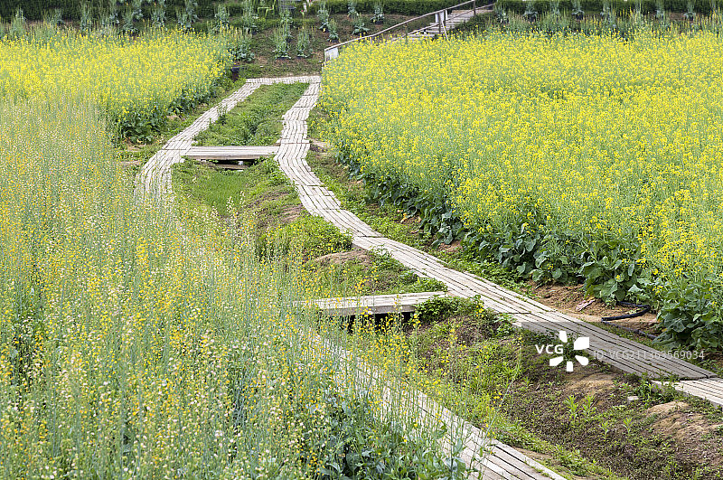 广东佛山高明盈香生态园油菜花田图片素材