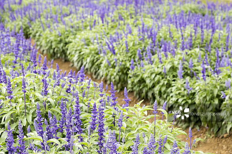 广东佛山高明盈香生态园薰衣草花海图片素材