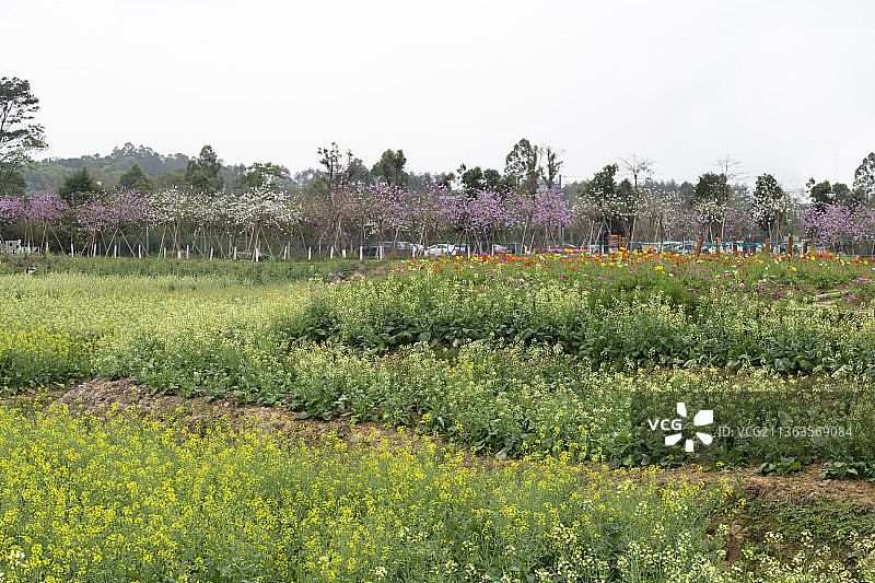 广东佛山高明盈香生态园油菜花田图片素材