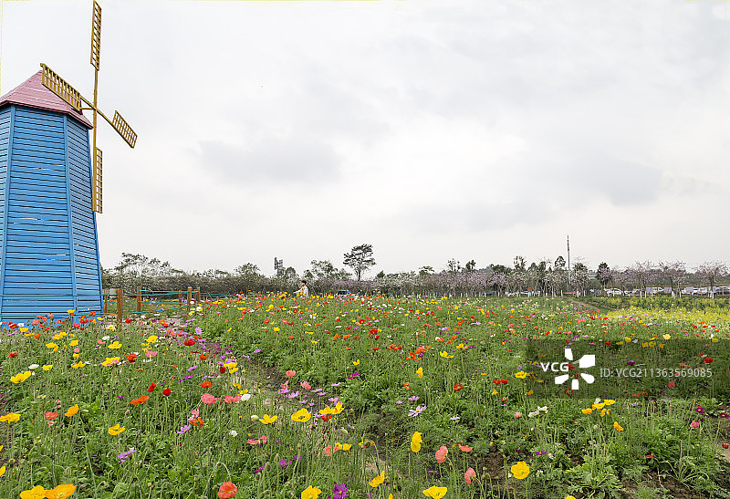 广东佛山高明盈香生态园油菜花田图片素材