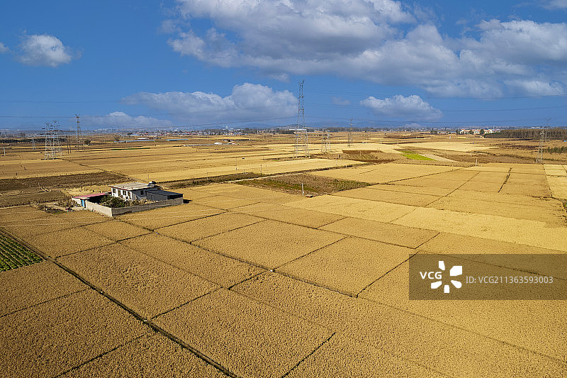航拍成熟的稻田图片素材