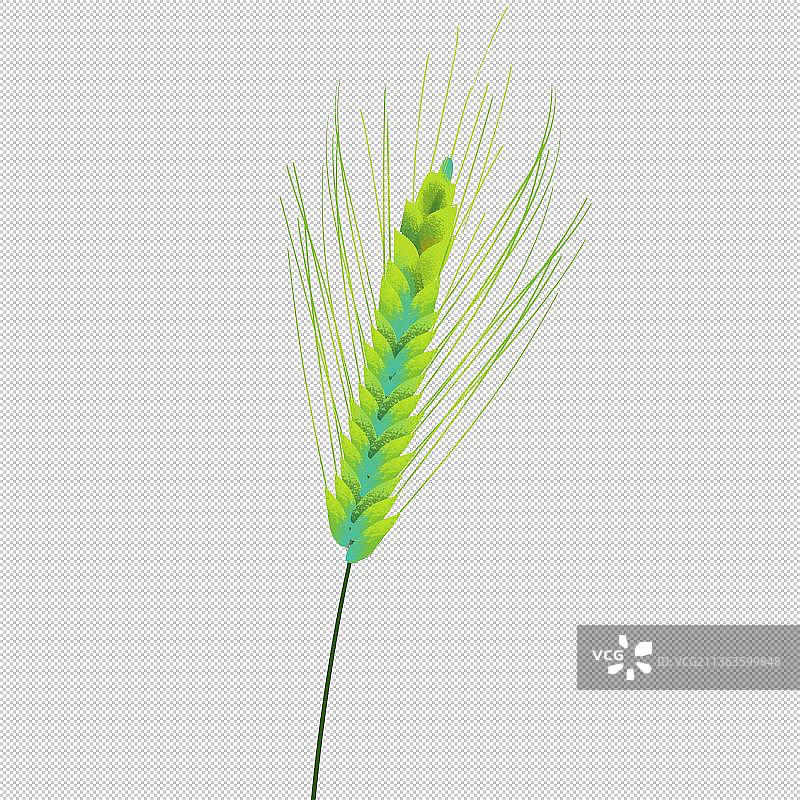 绿色麦穗狗尾巴草 植物环保 户外风光 山水 中国风旅游环境图片素材