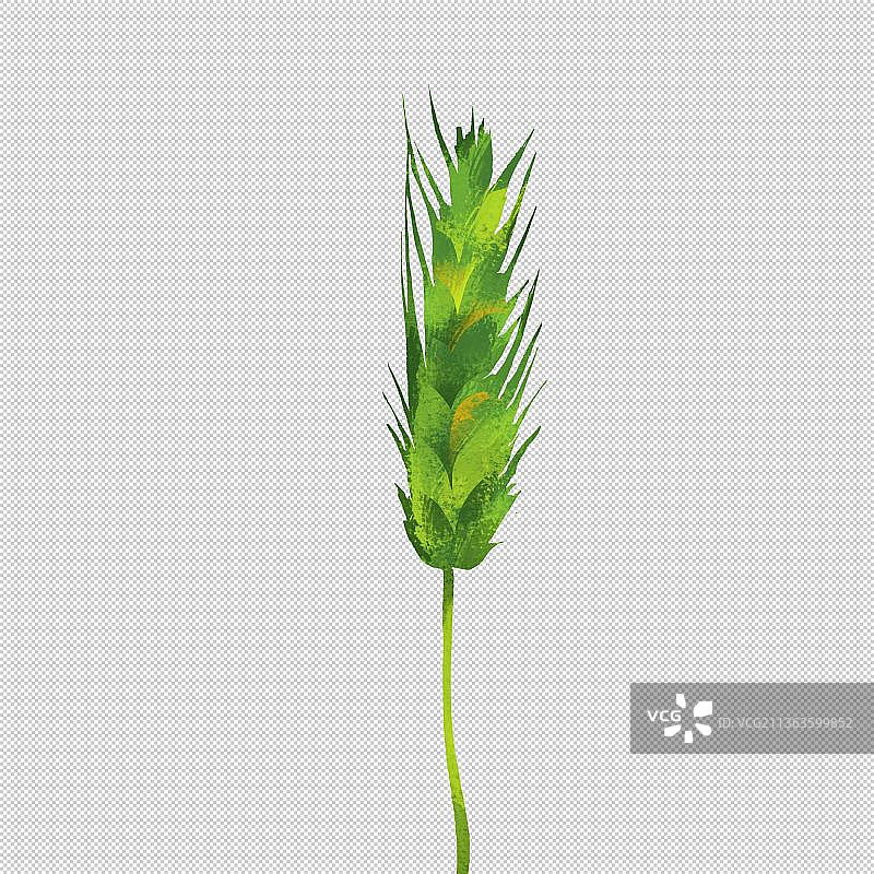 绿色麦穗狗尾巴草 植物环保 户外风光 山水 中国风旅游环境图片素材