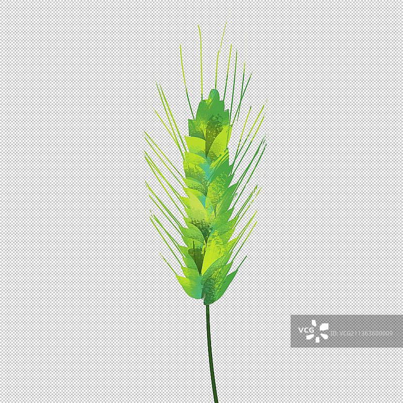 绿色麦穗狗尾巴草 植物环保 户外风光 山水 中国风旅游环境图片素材