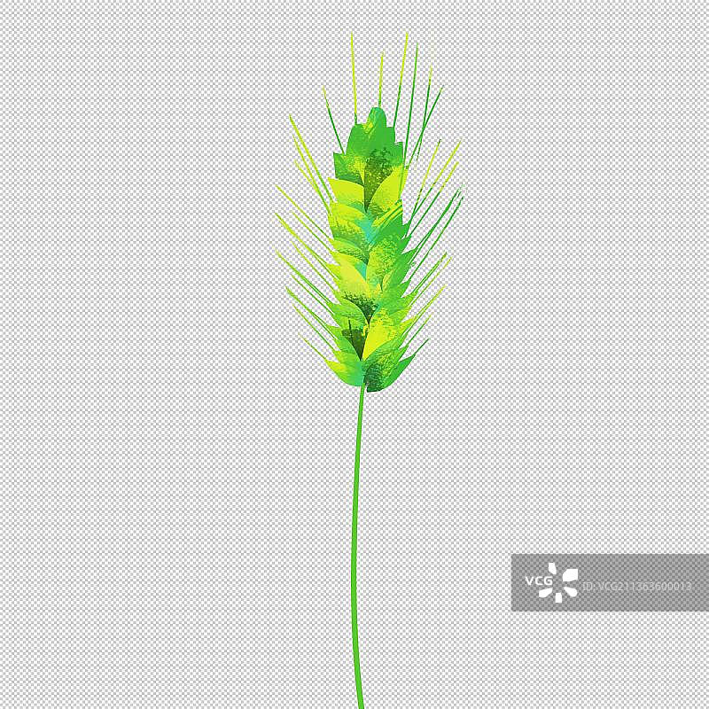 绿色麦穗狗尾巴草 植物环保 户外风光 山水 中国风旅游环境图片素材