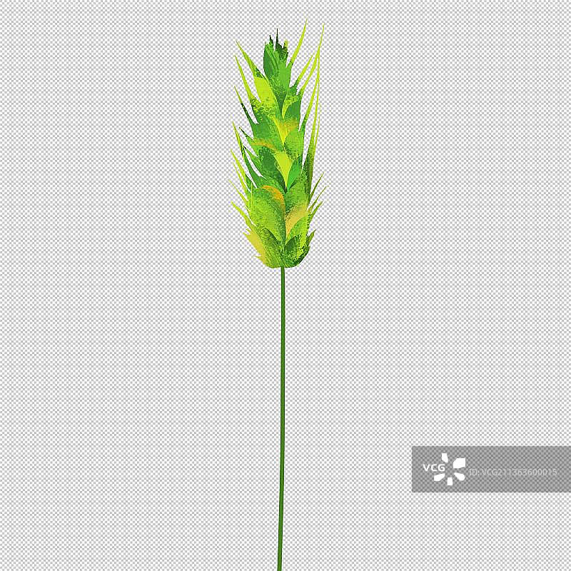 绿色麦穗狗尾巴草 植物环保 户外风光 山水 中国风旅游环境图片素材