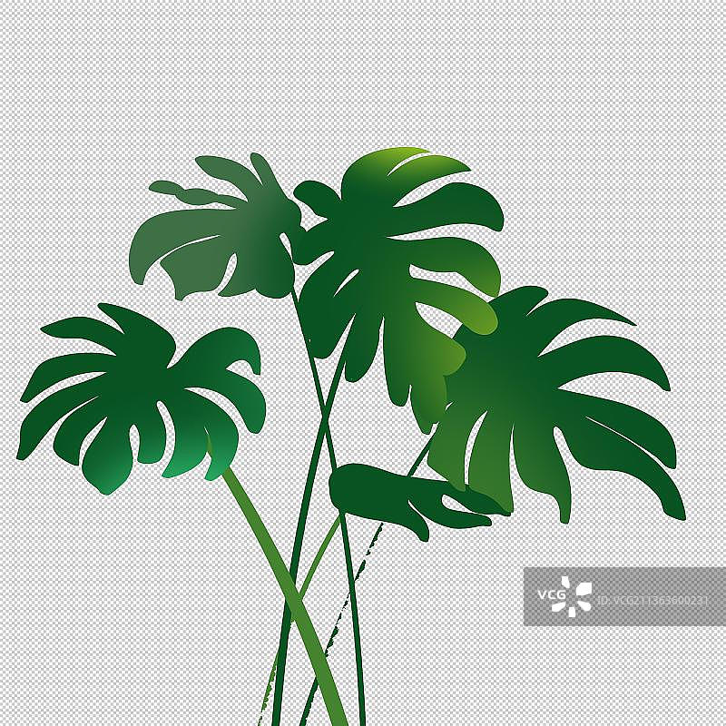 龟背竹 植物环保 自然景色户外风光 中国风旅游环境图片素材