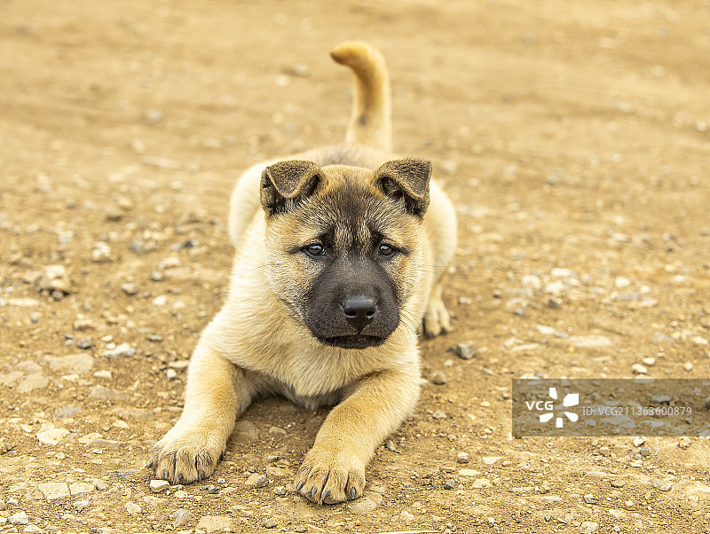 小狗好奇的眼神图片素材