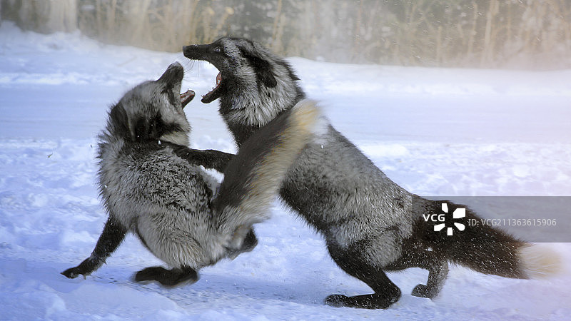 长白山脚下打架的狐狸图片素材