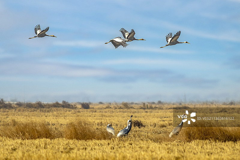 白枕鹤图片素材