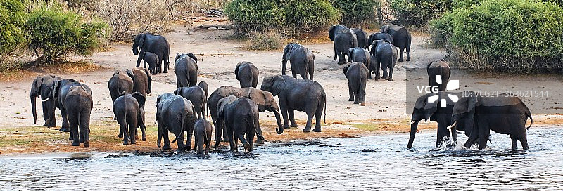 象群沐浴归巢图片素材