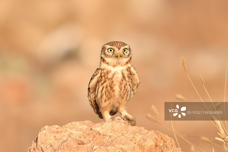 纵纹腹小鸮（1）图片素材