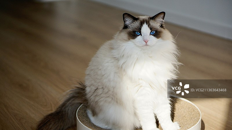 布偶猫图片素材