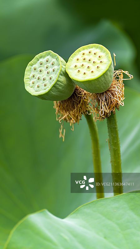 心心相印图片素材